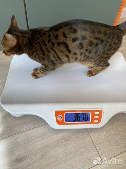 Детские электронные весы