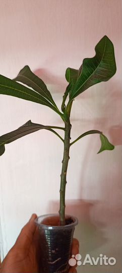 Комнатные экзотические растения