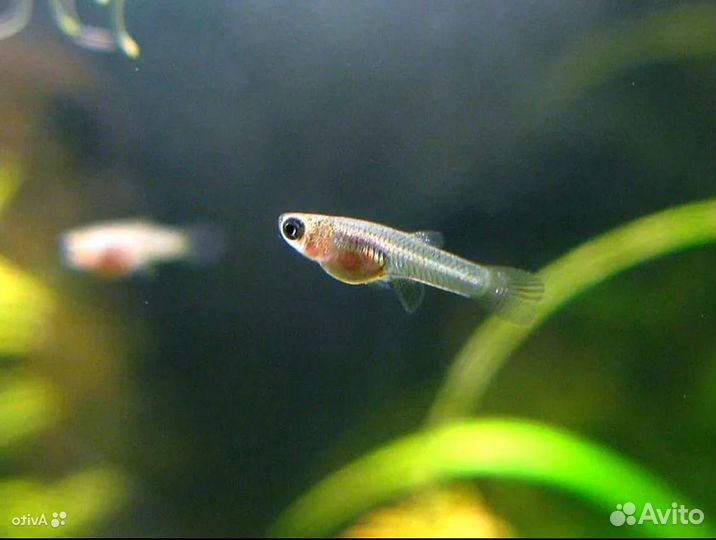 Аквариумные рыбки гуппи мальки