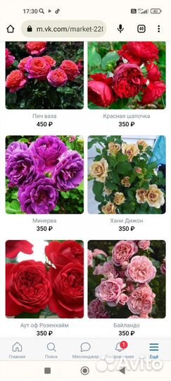 Саженцы роз