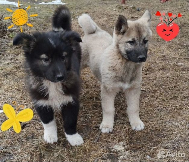 Родился и никому не нужен, щенок