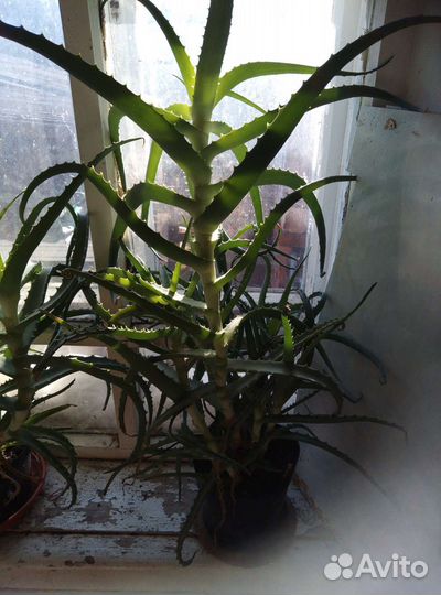 Комнатные цветы алоэ