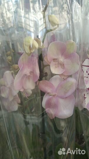 Орхидея фаленопсис