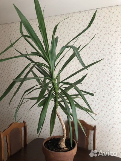 Пальма-драцена