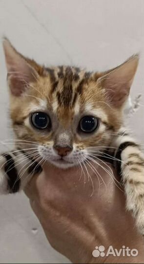 Бенгальские котята