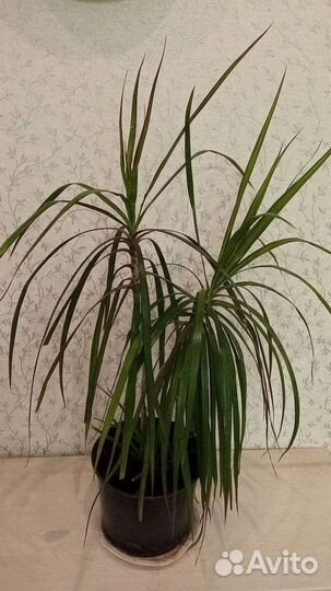 Пальма драцена