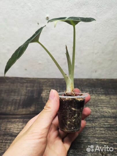 Алоказия : Сильвер Драгон, Блэк Вельвет, Зебрина