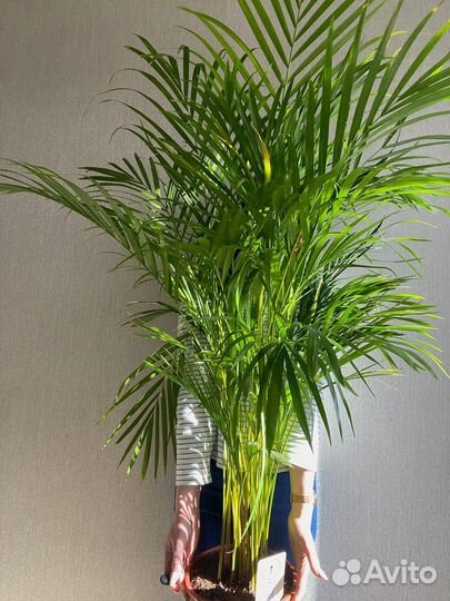 Дипсис Хризалидокарпус Пальма