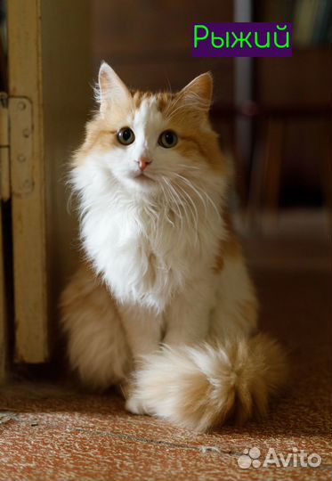 Кошки в добрые руки