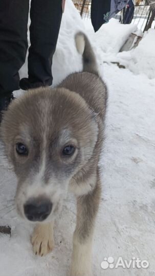 Щенок Хаски 4 месяца девочка