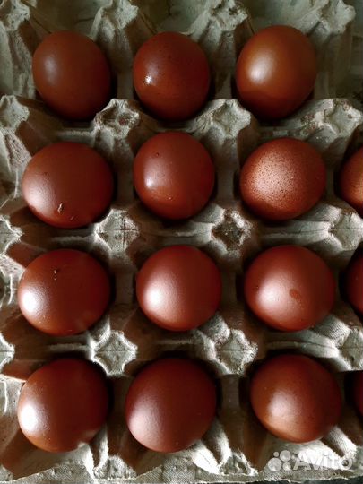 Маран черно-медный (европейская линия)