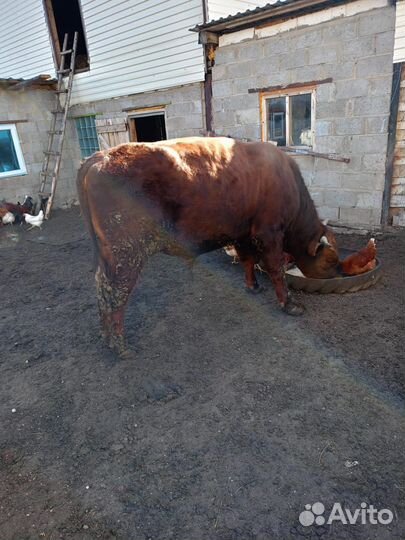 Телка и бык