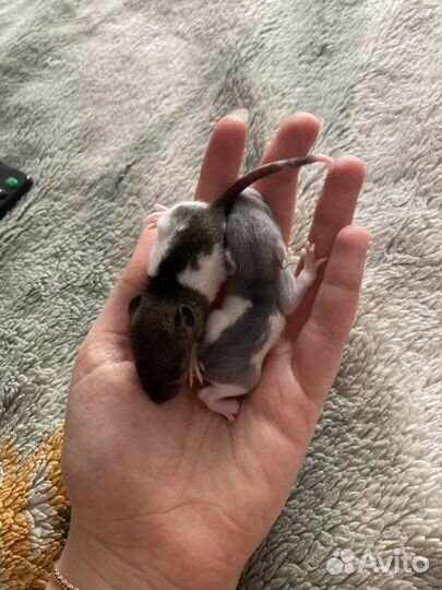 Декоративная крыса дамбо