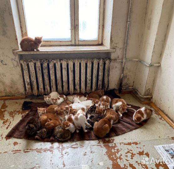 Рыжие кошки в дар