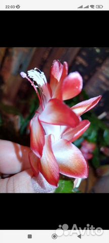 Декабрист шлюмбергера редкие сорта