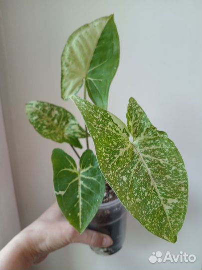 Сингониум Панда