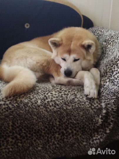 Передержка кошечек, и собак мелких и средних пород