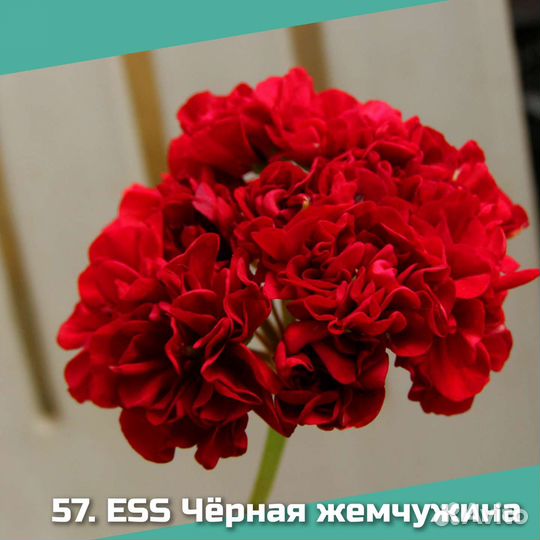 Сортовые пеларгонии