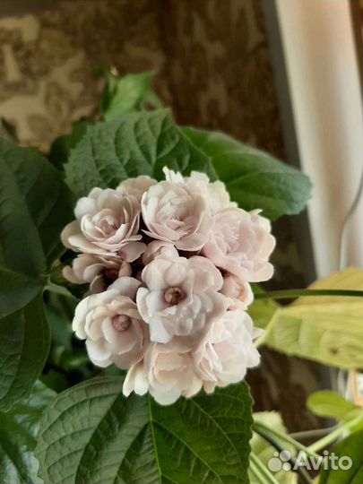 Клеродендрум филиппинский (Валькомерия душистая)