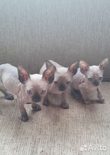 Канадский сфинкс