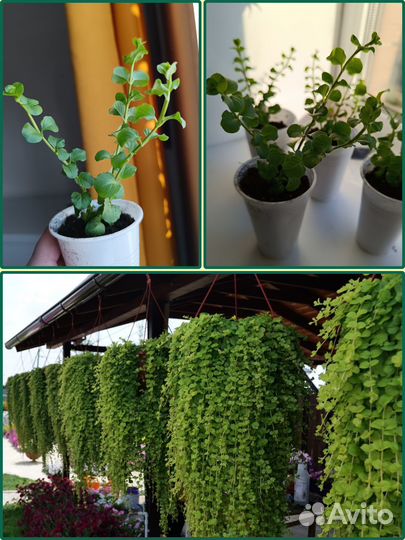 Лизимахия ампельная