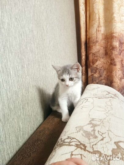 Кошка в дар бесплатно