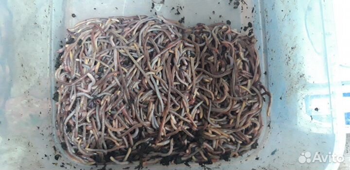 Черви дендробена. От производителя