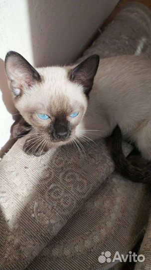 Тайские котята