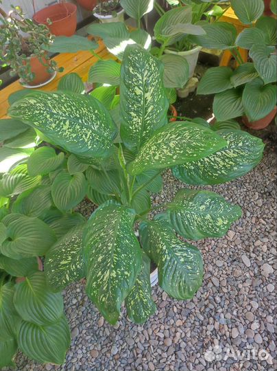 Диффенбахия