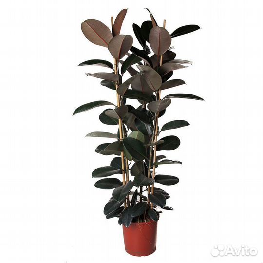 Растения для офиса и дома