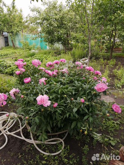 Пион розовый