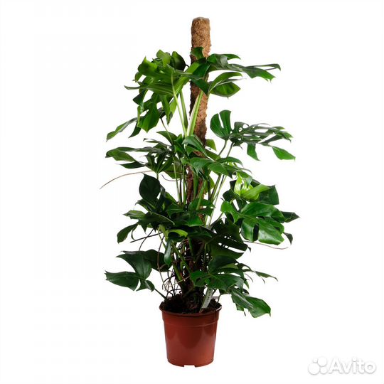 Растения для гостиной