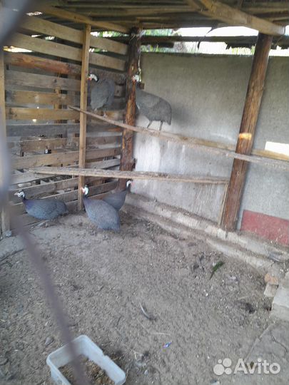 Цесари и китайские шелковые петушки