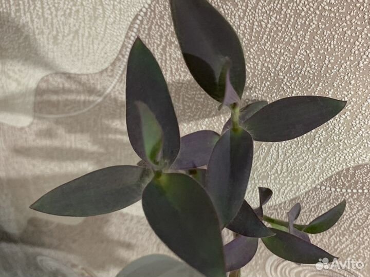 Эпипремнум, сциндапсус, каллизия, традесканция