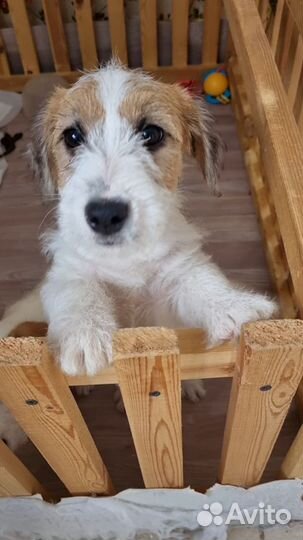 Щенки джек Рассел терьер