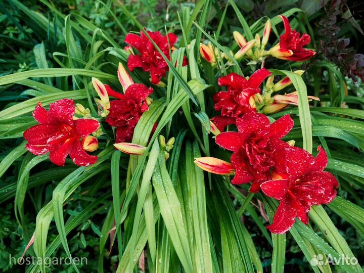 Лилейник Дубль Файеркрекер