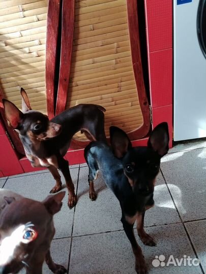 Той-терьер мальчик и девочка