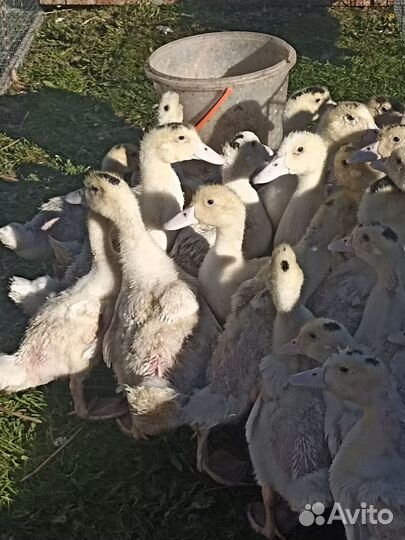 Мулаты, 1 месяц