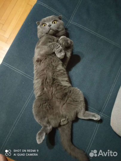 Кот Михаил ищет подругу