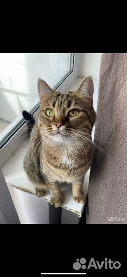 Кошка европейская