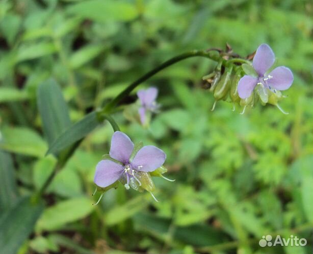 Мурданния лориформис