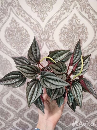 Пеперомия серебристая, аглаонема