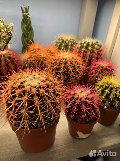 Кактусы и суккуленты