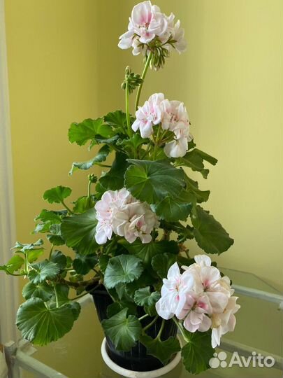 Сортовая герань