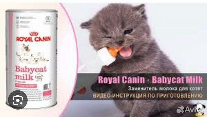 Сухое молоко для котят royal canin