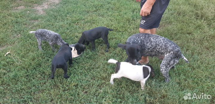 Щенки курцхаара от рабочей собаки