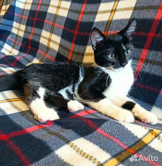 Котейка С невероятным везением