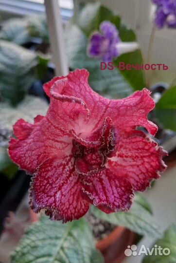 Детки стрептокарпусов