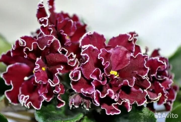 Комнатные растения цветы Фиалка