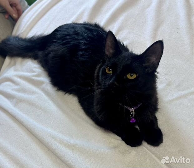 Котенок черный в добрые руки метис Мейн-куна